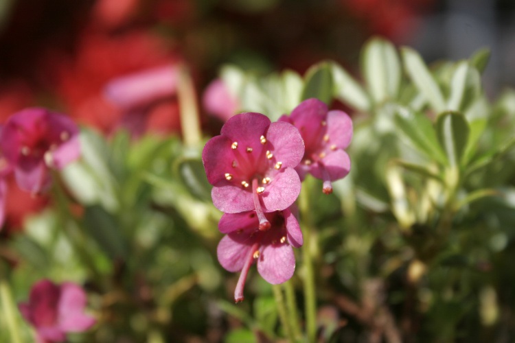Rhododendron campylogynum var.myrtilloides, Rhododendron violett