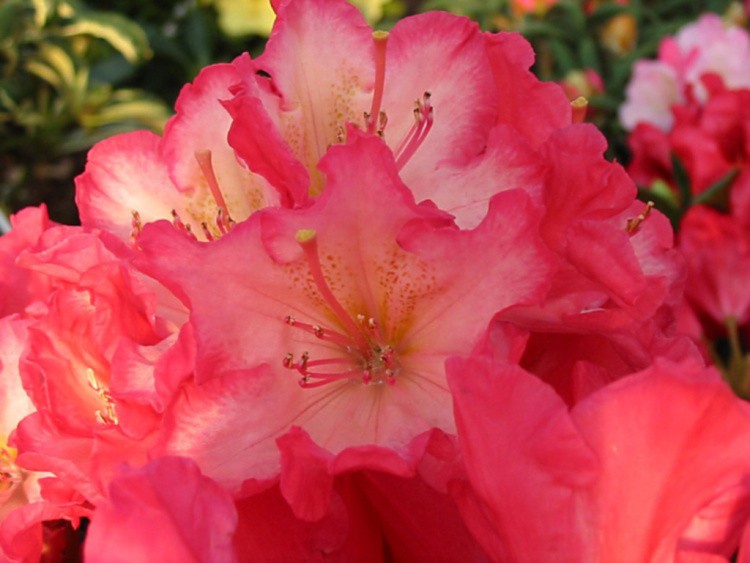 Rhododendron Hybr.'Chorus Line', Rhododendron-Hybride rosa weiß