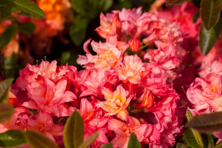Rhododendron mixtum 'Rosenköpfchen', Rhododendron mixtum rosa