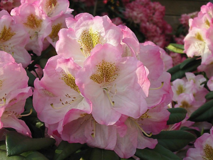Rhododendron Hybr.'Brigitte', Rhododendron-Hybride 'Brigitte' zartrosa