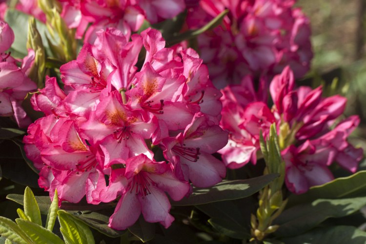 Rhododendron Hybr.'Prinz Karneval'  -R-, Rhododendron-Hybride 'Prinz Karneval'