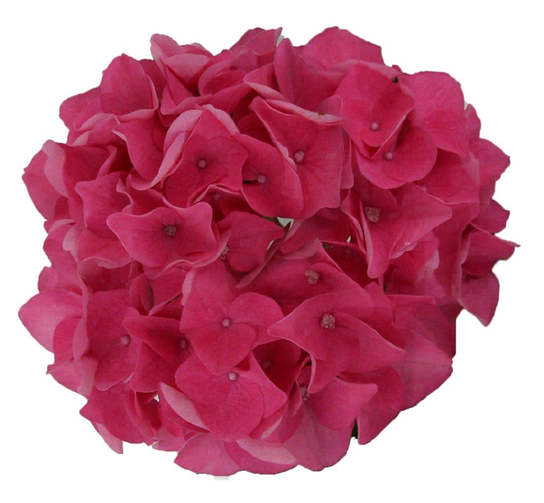 Hydrangea macrophylla 'Pink Pop' ®, 