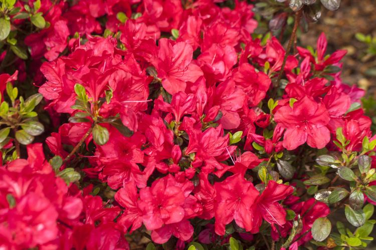 Rhododendron obt.'Muttertag', Japanische Azalee rot