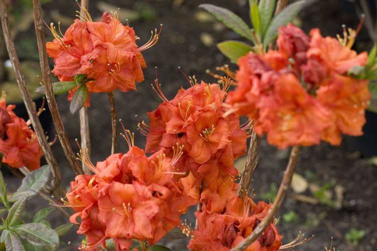 Rhododendron lut.'Fireball', Sommergrüne Azalee orange- reinrot