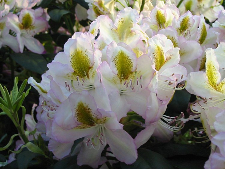 Rhododendron Hybr.'Albarello', Rhododendron-Hybride 'Albarello' weiß