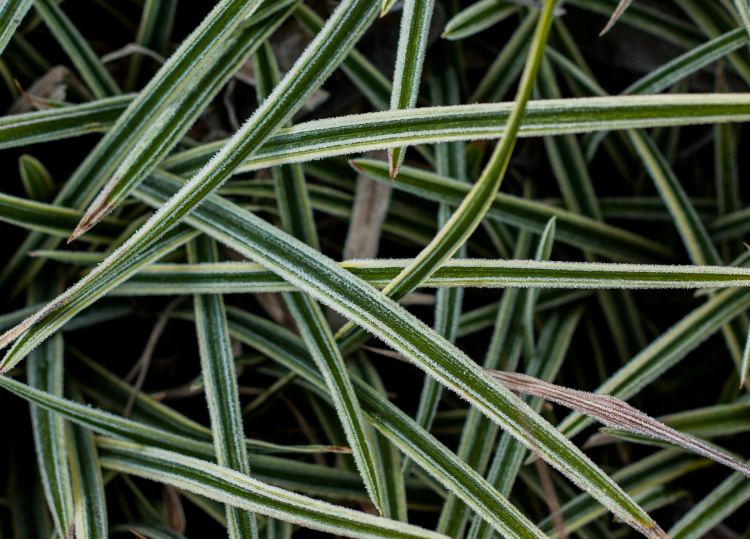 Carex foliosissima 'Icedance', Weißrandige Garten-Segge