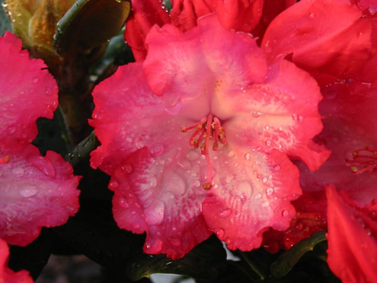 Rhododendron yak.'Kokette', Yaku-Rhododendron hellrot