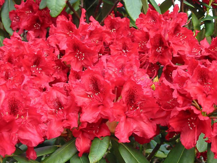 Rhododendron Hybr.'Erato'  -S-, Rhododendron-Hybride 'Erato'  -R- rot