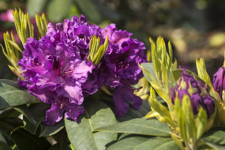 Rhododendron Hybr.'Azurro', Rhododendron 'Azurro' lila