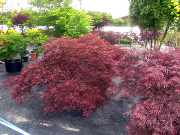 Acer palmatum 'Ornatum', Roter Schlitzahorn breit