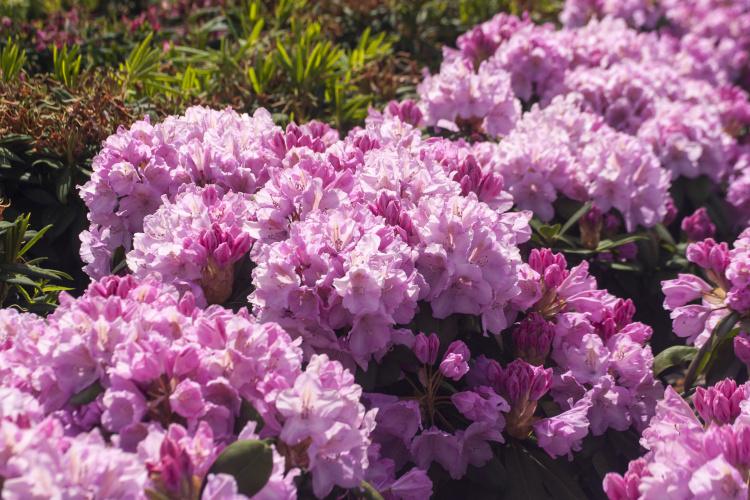 Rhododendron Hybr.'Frentano'  -R-, Rhododendron-Hybride 'Frentano'  -R-rosa