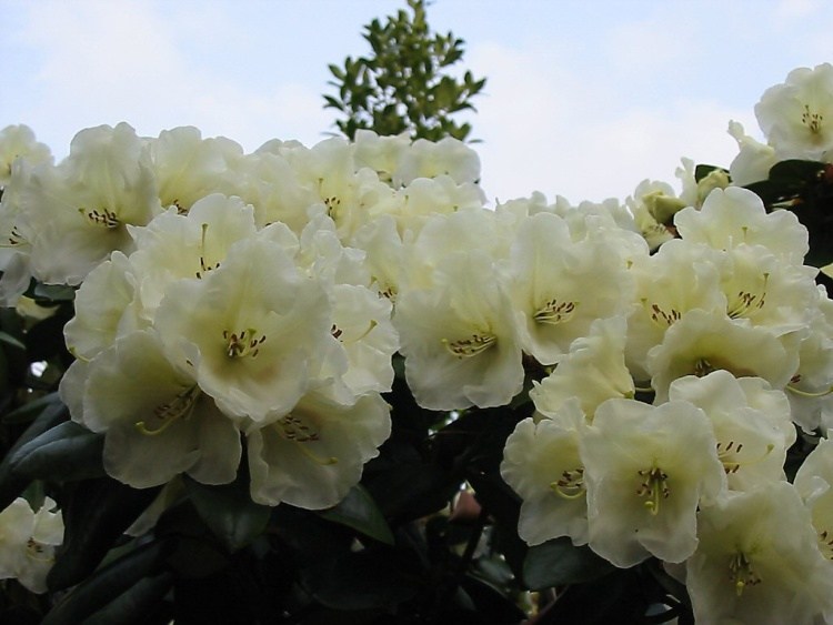 Rhododendron williams.'Rothenburg', Williams.-Rhododendron 'Rothenburg' gelb