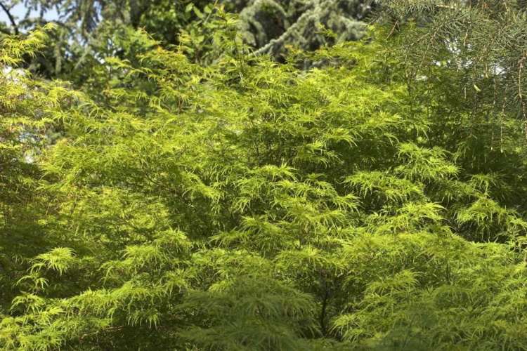 Acer palmatum 'Seiryu', Fächerahorn 'Seiryu' grün