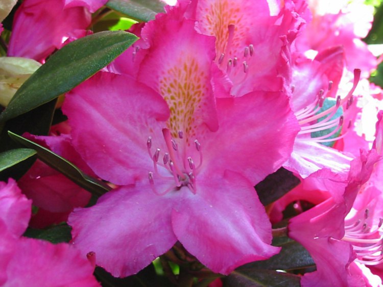 Rhododendron Hybr.'Lausitz', Rhododendron-Hybride 'Lausitz' pink