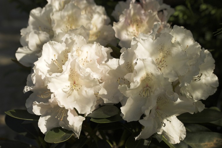 Rhododendron yak.'Schneekrone', Yaku-Rhododendron weiß