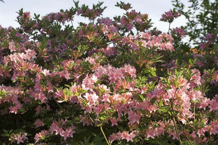 Rhododendron viscosum 'Soir de Paris', Rhododendron viscosum rosa duftend