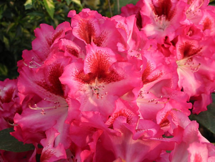 Rhododendron Hybr.'Marianka'  -R-, Rhododendron-Hybride rosa mit großem Fleck