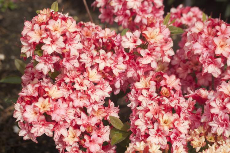 Rhododendron mixtum 'Rosenköpfchen', Rhododendron mixtum rosa