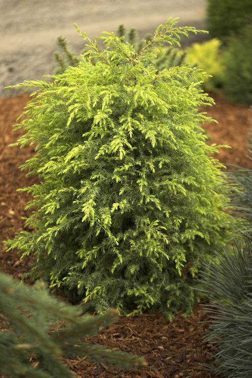 Juniperus com.'Gold Cone', Gold-Säulenwacholder 'Gold Cone'