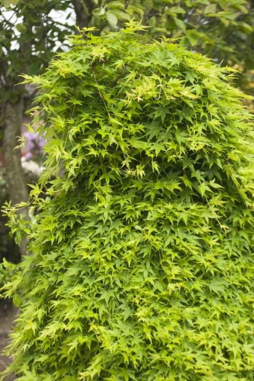 Acer palmatum 'Ryu sei', grün überhängend