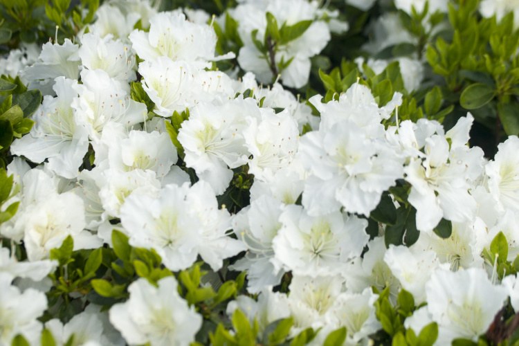 Rhododendron obt.'Maischnee'  -R-, Japanische Azalee weiß