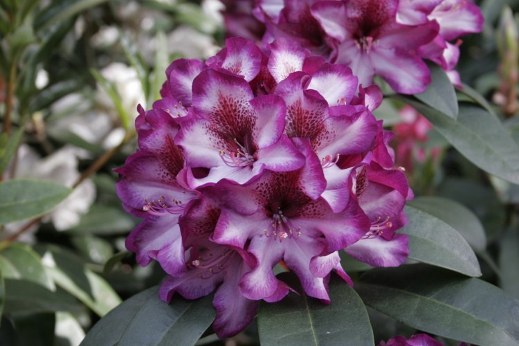 Rhododendron Hybr.'Hans Hachmann'  -R-, Rhododendron-Hybride violett mit Fleck