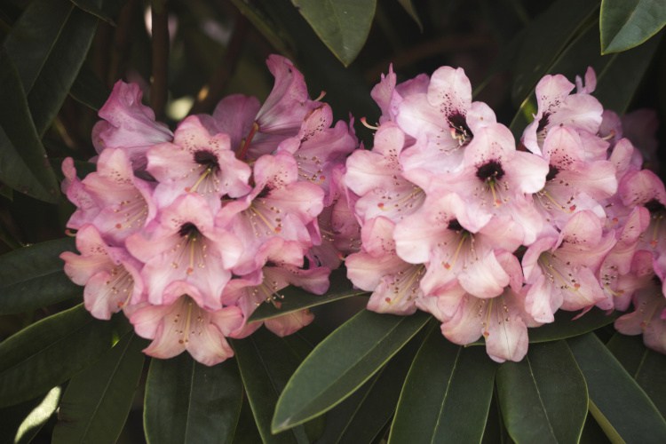 Rhododendron calophytum 'Dominik', Rhododendron calophytum rosa, roter Fleck