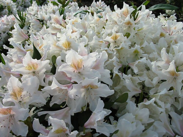Rhododendron Hybr.'Cunningham's White', Rhododendron-Hybride weiß