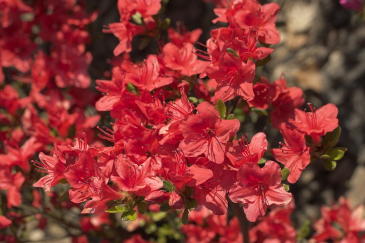 Rhododendron obt.'Fridoline', Japanische Azalee reinrot