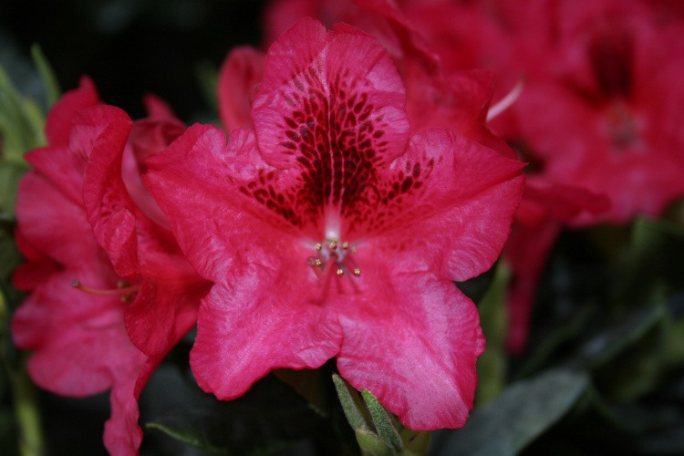 Rhododendron repens 'Corinna', Zwergrhododendron 'Corinna' rot