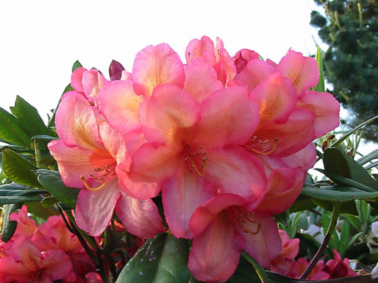 Rhododendron Hybr.'Balalaika', Rhododendron orange rötlich