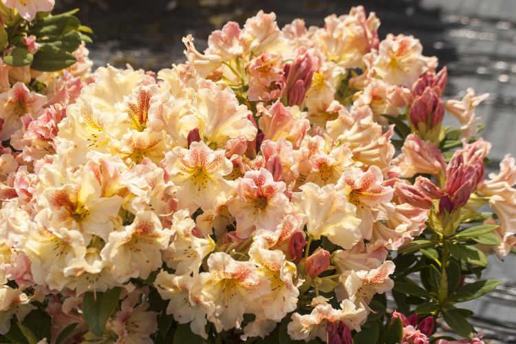 Rhododendron Hybr.'Peggy', Rhododendron-Hybride 'Peggy' cremgelb rose