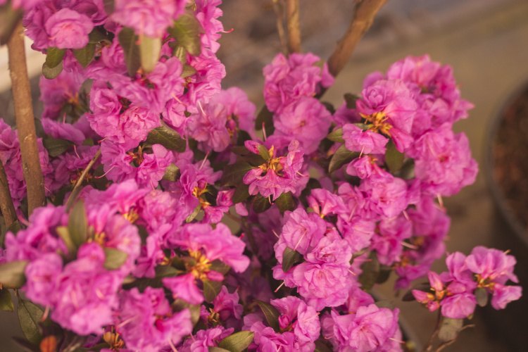 Rhododendron dauric.'April Rose', Rhododendron dauric.pink gefüllt