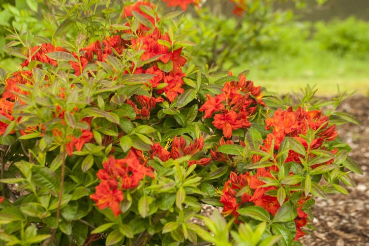 Rhododendron lut.'Royal Command', Sommergrüne Azalee orangerot