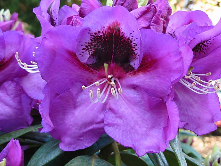 Rhododendron Hybr.'Bariton', Rhododendron-Hybride 'Bariton' violett