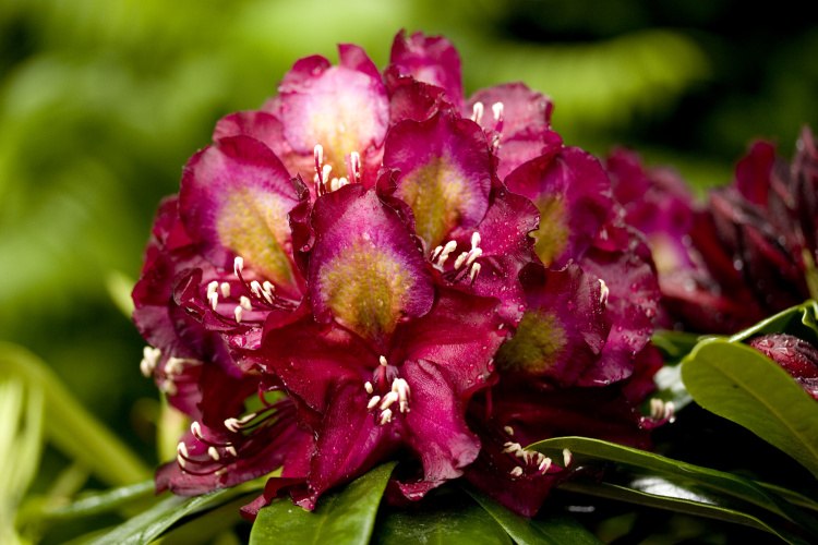 Rhododendron Hybr.'Frank Galsworthy', Rhododendron-Hybride weirot-violett