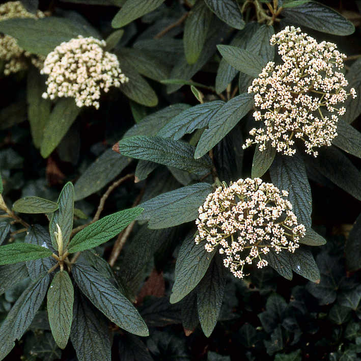 Viburnum rhytidophyllum, Immergr.Zungen-Schneeball