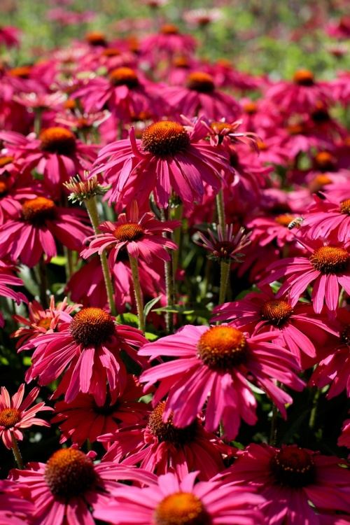 Echinacea 'Red Effect', 