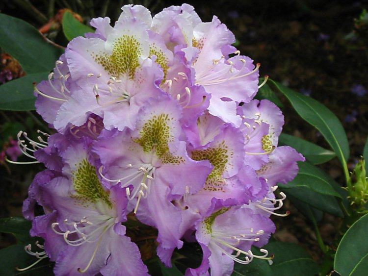 Rhododendron Hybr.'Virginia Delp', Rhododendron-Hybride 'Virginia Delp'