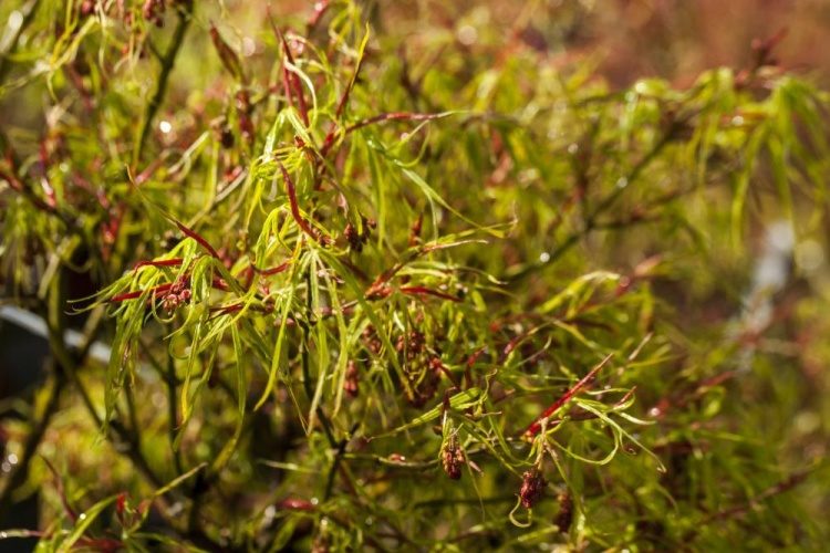 Acer palmatum 'Koto-no-ito', Harfenahorn