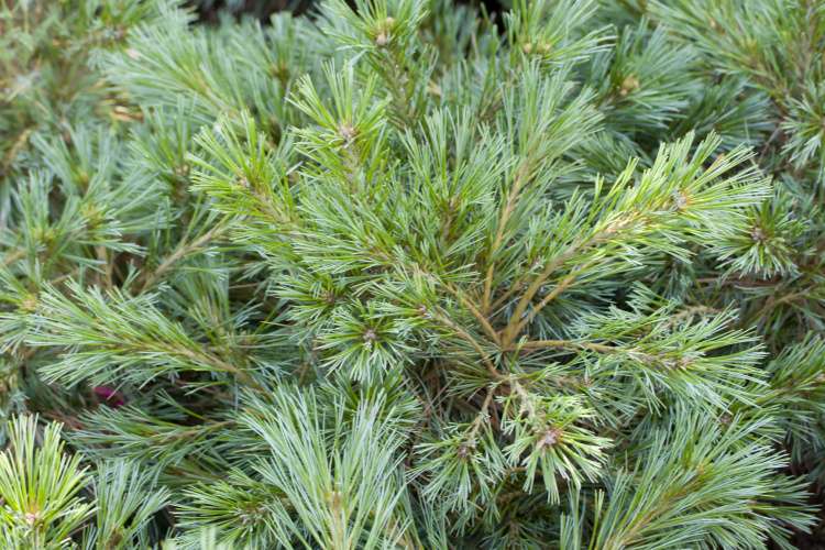 Pinus strobus 'Radiata', blaugrüne Streichelkiefer