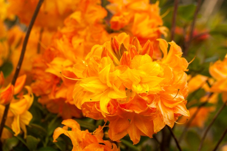 Rhododendron lut.'Sun Star', Laubwerfende Gartenazalee gefüllt, duftend