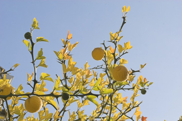 Poncirus trifoliata, Bitterorange, gelbe Früchte