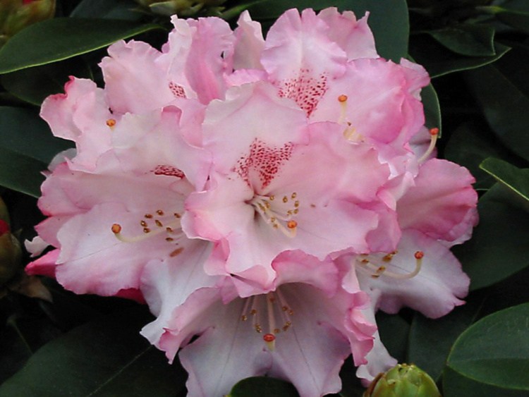 Rhododendron yak.'Heinje's Zauberflöte', Yaku-Rhododendron rosa mit sprenkeln