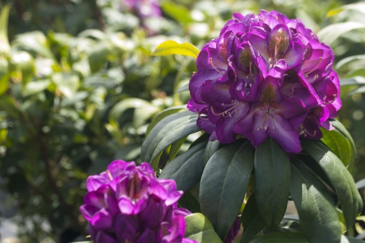 Rhododendron Hybr.'Bluebell', Rhododendron-Hybride lila mit Fleck