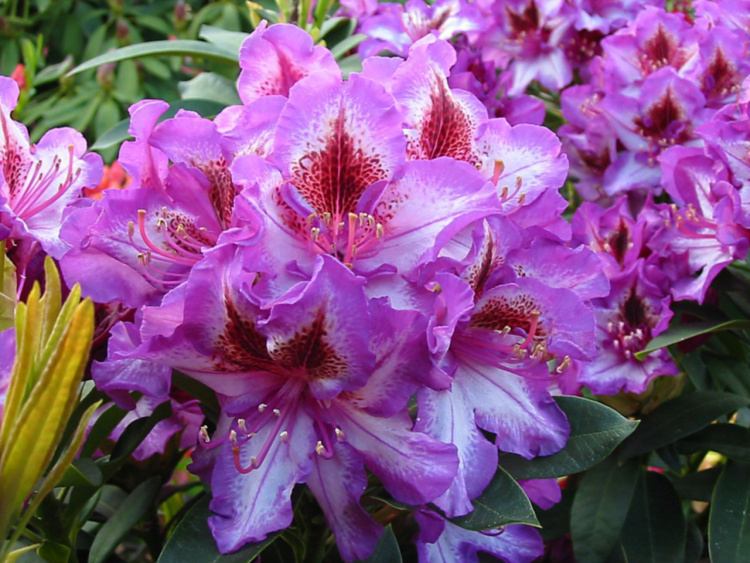 Rhododendron Hybr.'Sternschnuppe', Rhododendron-Hybride 'Sternschnuppe'