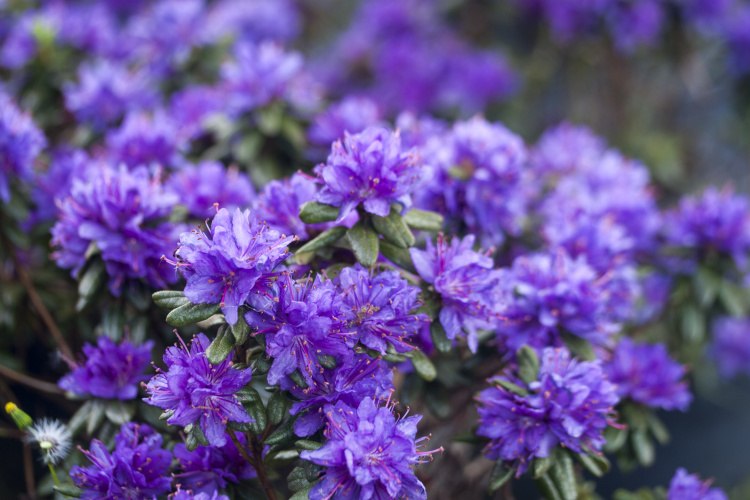 Rhododendron russatum 'Purple Pillow', Rhododendron russatum violett