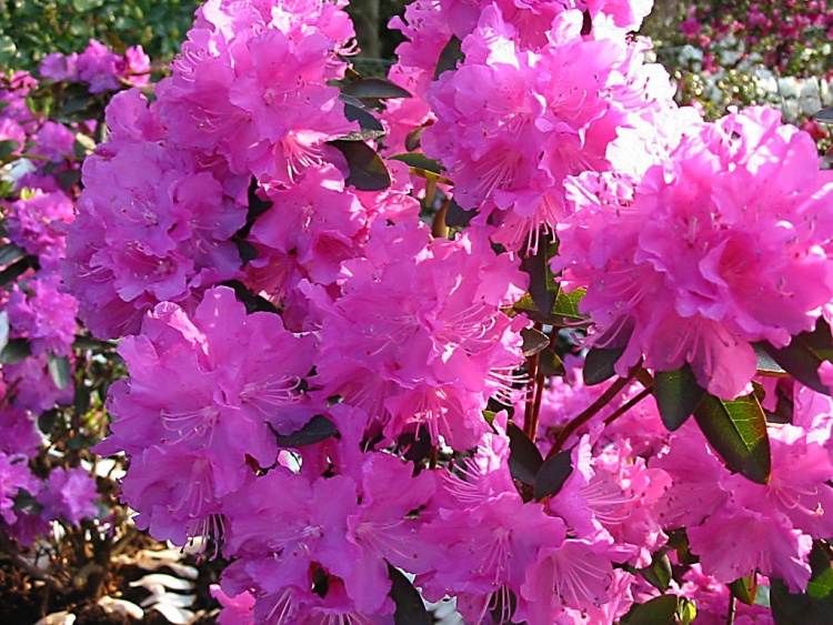 Rhododendron carolin.'P.J.M.Elite', Rhododendron carolin.lila