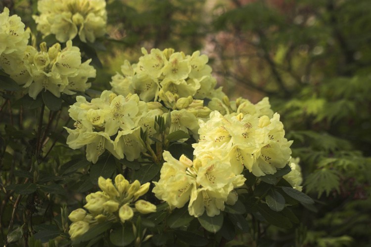 Rhododendron Hybr.'Goldkrone'  -R-, Rhododendron-Hybride 'Goldkrone'  -R- gelb