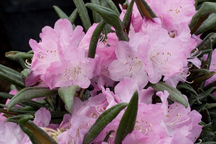 Rhododendr.makinoi 'Jens Jörgen Sörensen', Makinoi Hybride rosa